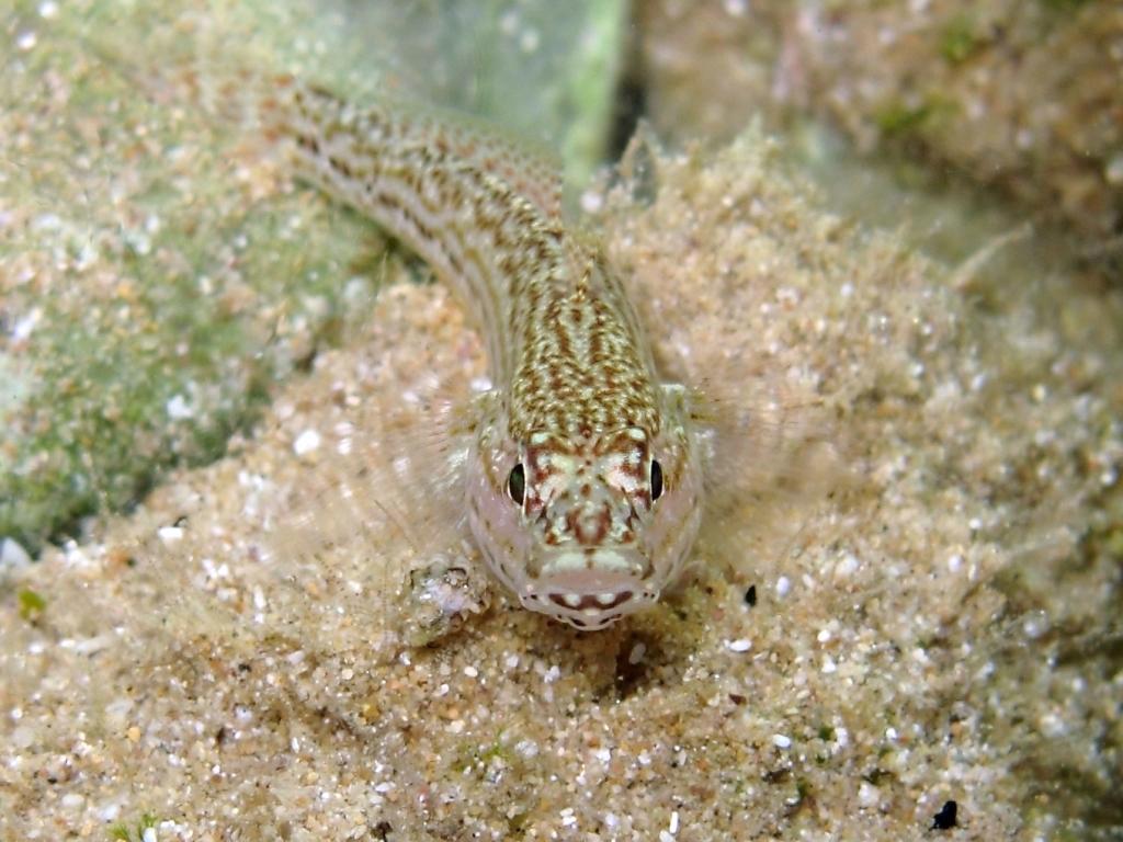 Gobius fallax (Sarato, 1889)